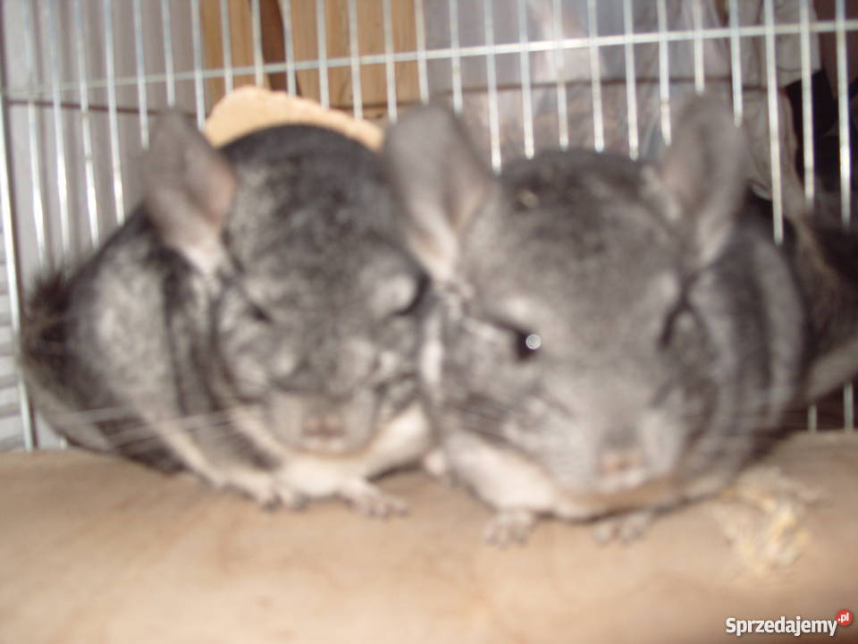 Sprzedam zamienię parę szynszyli z klatką i Pozostałe mazowieckie