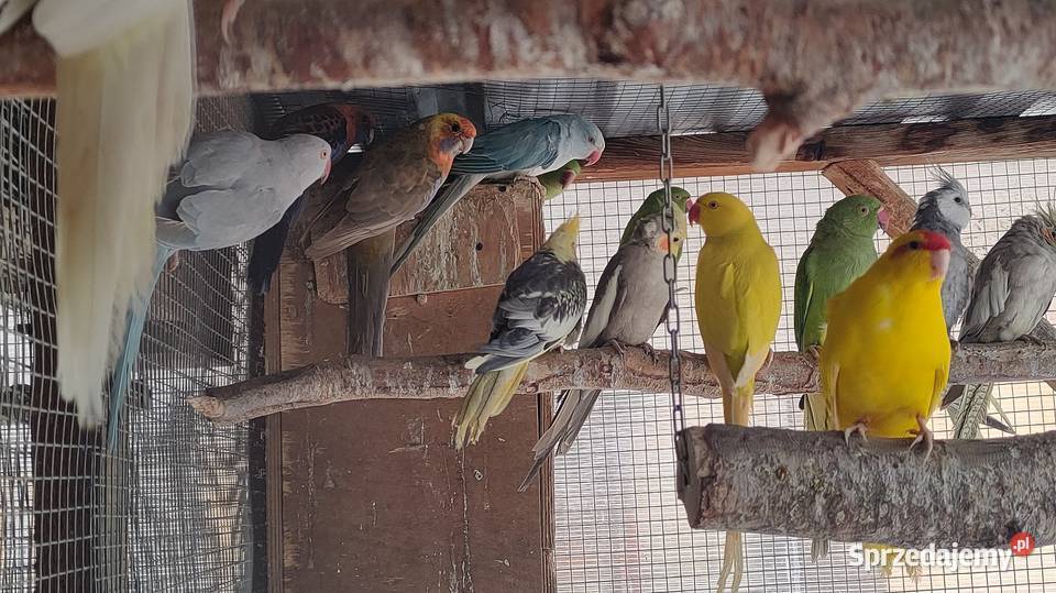 Aleksandretty i inne papugi