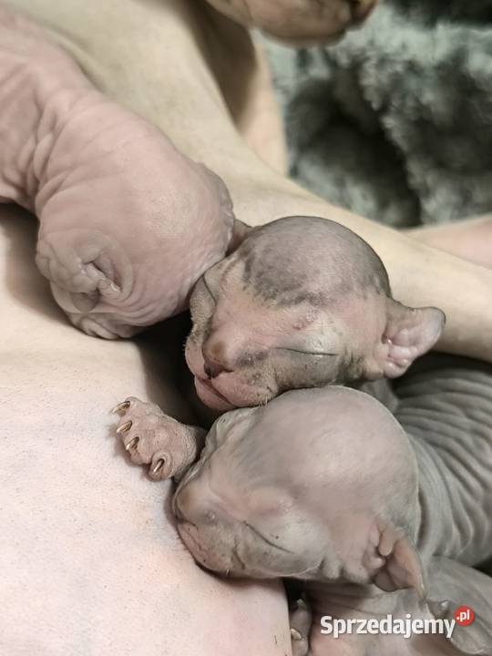 Kot Sfinks Sfinks Koty Stęszew