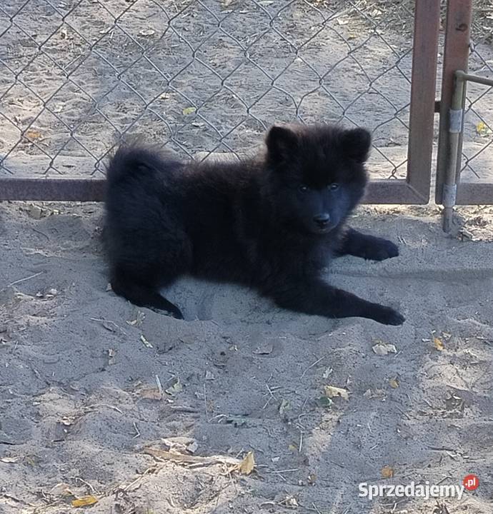 Szpic Niemiecki Duży Jedyny taki miot w Polsce Puszcza Mariańska