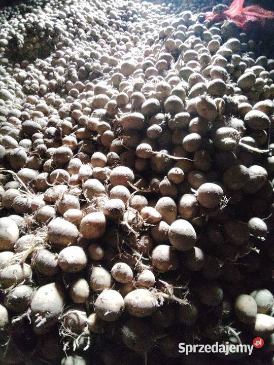 Ziemniaki sadzeniaki gala centrali Busko-Zdrój