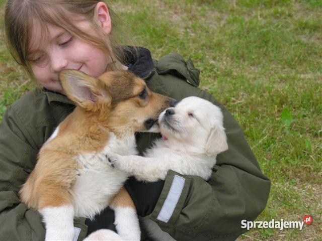 GOLDEN RETRIEVERcudne maluszki Bydgoszcz