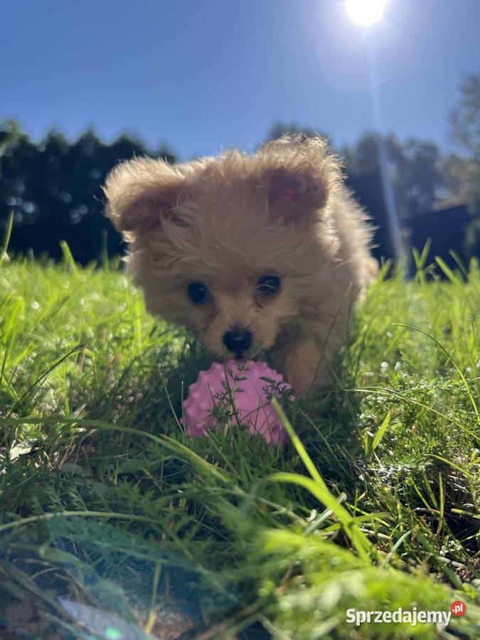 Piesek Pomapoo Miniaturka puchaty miś pies z Toruń