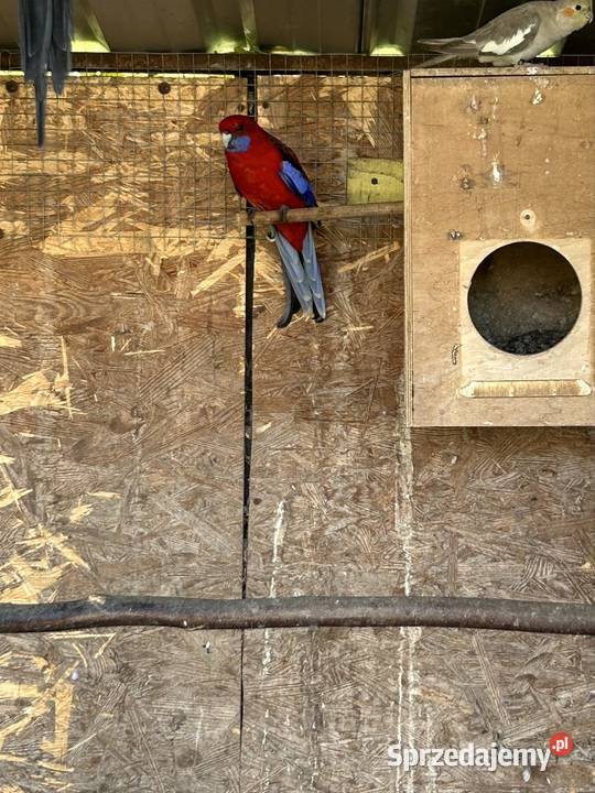 Rozella królewska Mylin sprzedam