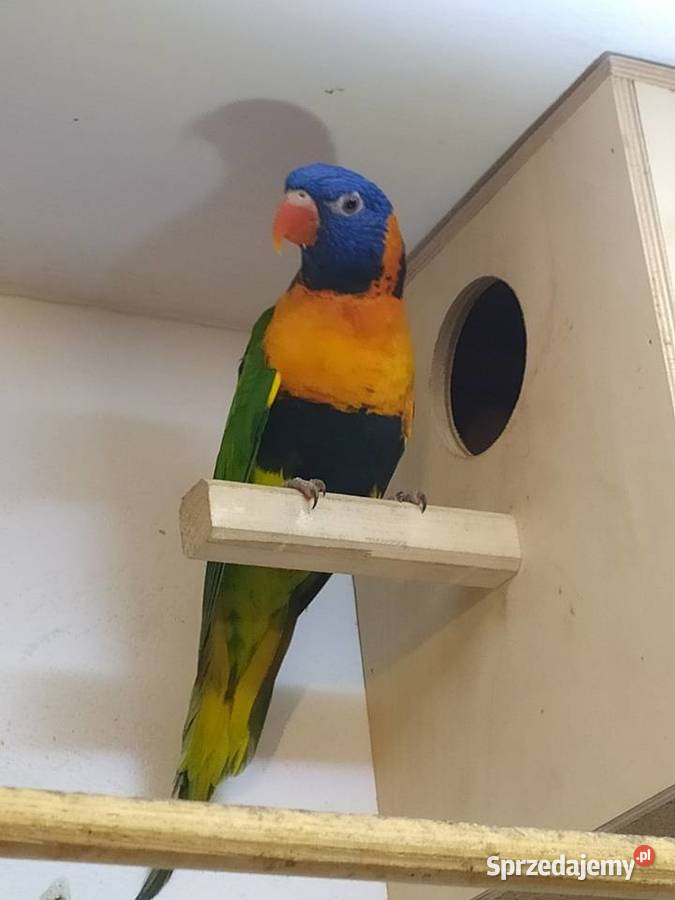 Papugi Lorysy Brzesko