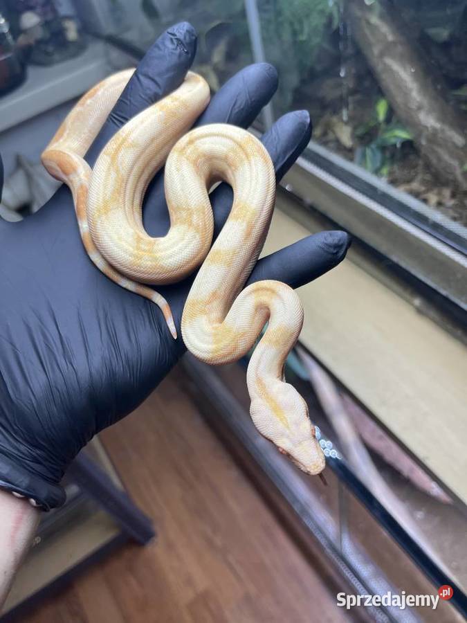 Boa cesarski Boa imperator V Sosnowiec