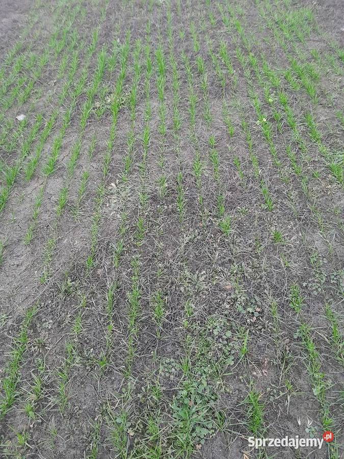 Usługa siewu I podsiewu traw siewnikiem Zimna