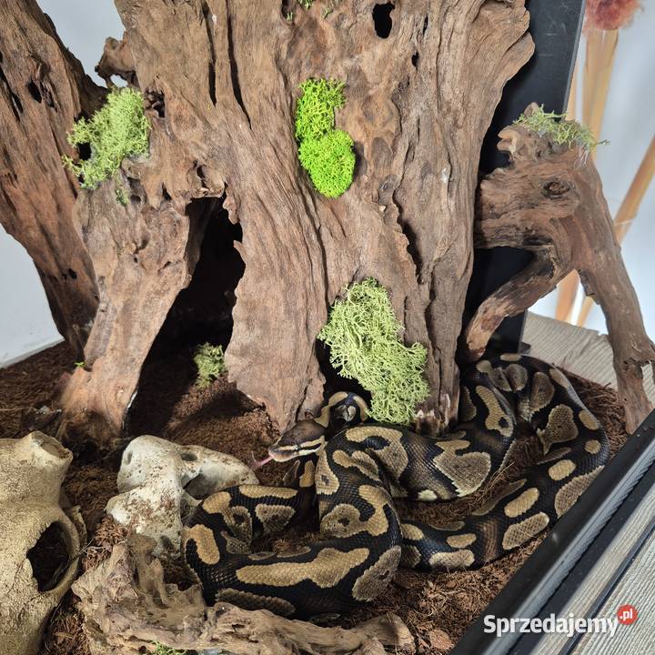 Python królewski gravel Miasteczko Śląskie