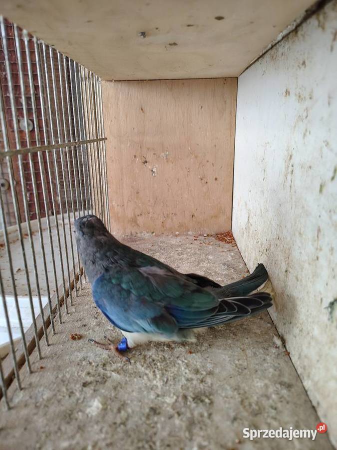 Łąkowka Wspaniała