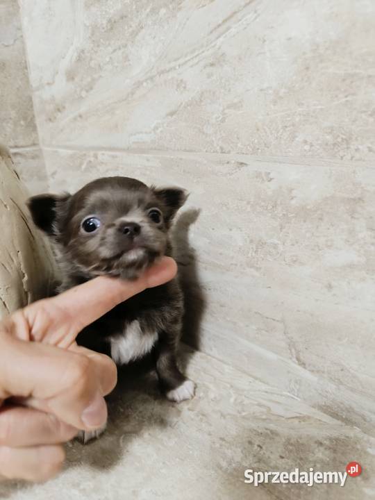 Chihuahau liliowa sprzedam