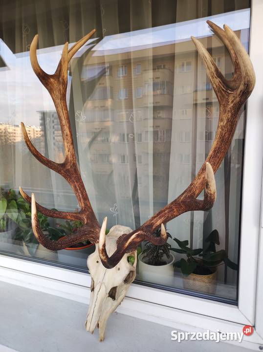 Duże poroże jelenia z czaszka do powieszenia sprzedam