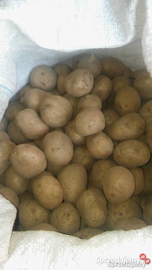Ziemniaki sadzeniaki irga Marylin sprzedam