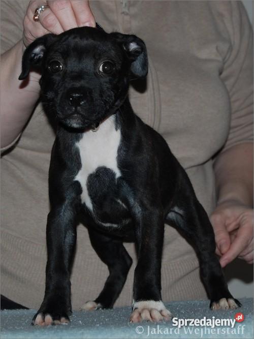 Staffiki szczenięta staffordshire bull terrier