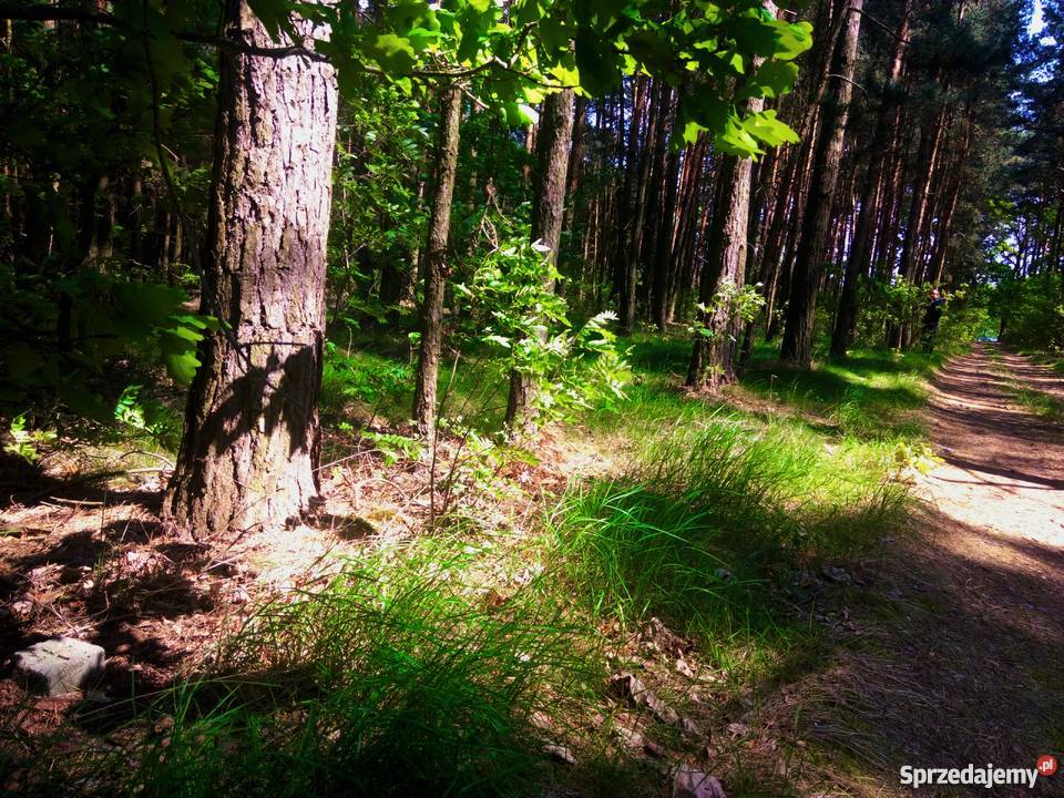 Działka leśna jeziorem w Starym Kramsku lubuskie Stare Kramsko