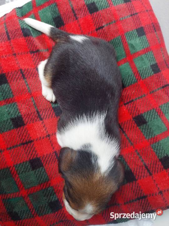 Piesek suczka rasy beagle piękne szczeniaki Sanok