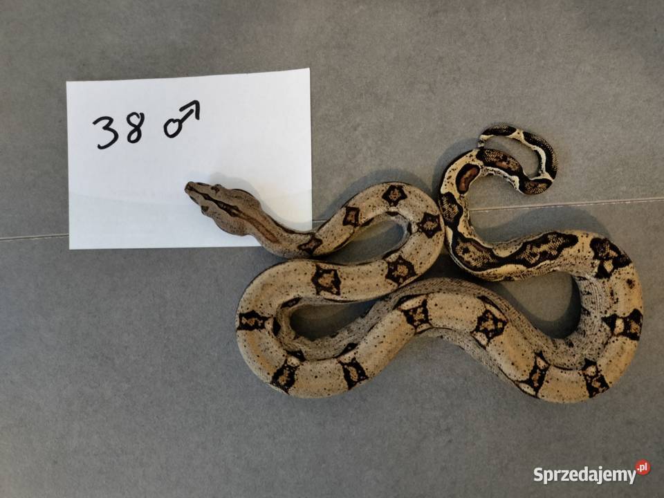 Młode boa cesarskie cb26 Połomia