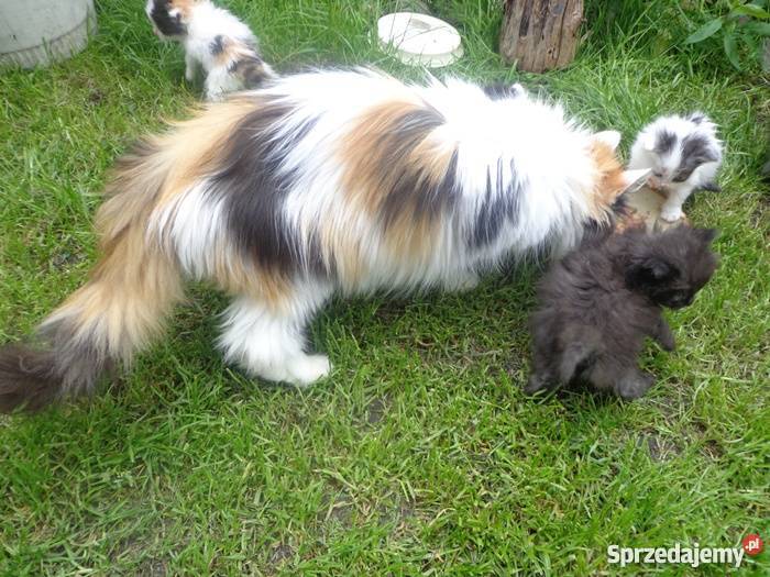 puchate syberyjskie kotki Tarnów
