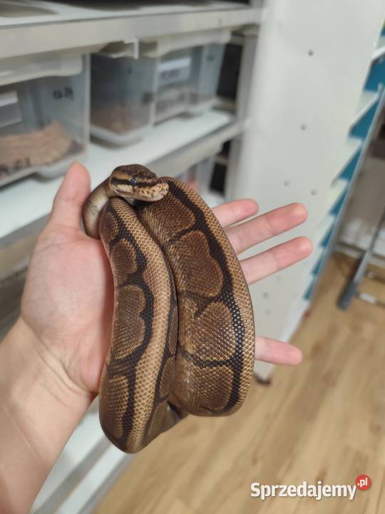 Samica Mahogany Spider 24r Gady i płazy Pruszków