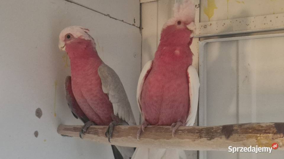 Kakadu różowe para lęgowa Zakrzów Turawski