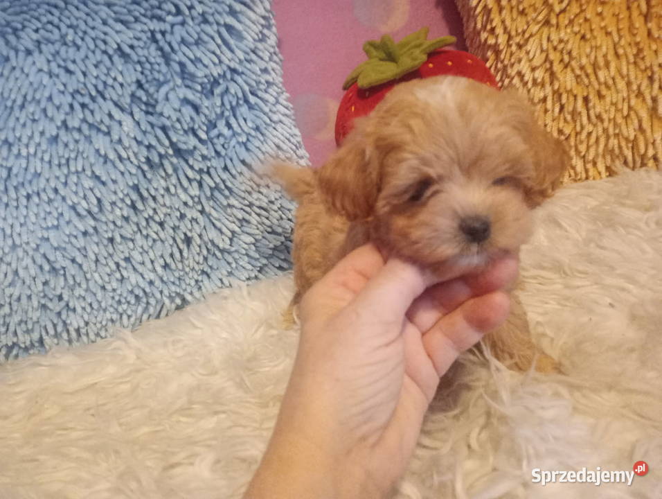 Maltipoo Pudel Tecup RED BROWN Maltańczyk piesek Opole sprzedam
