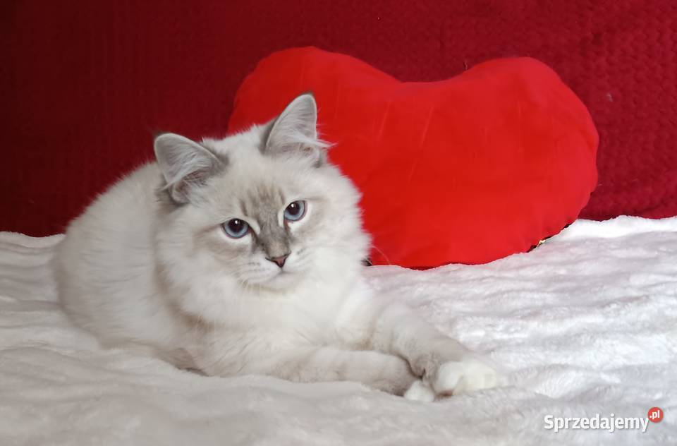 Koty Syberyjskie Neva Masquerade NEMO