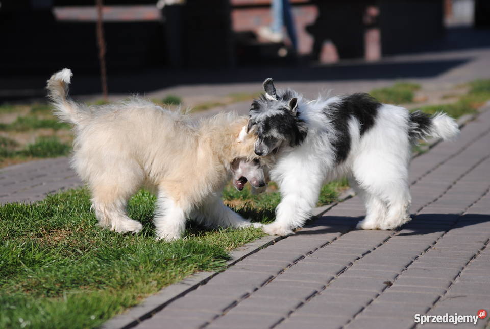 pieski grzywacz chiński owłosione PP rodowód FCI łódzkie Łowicz