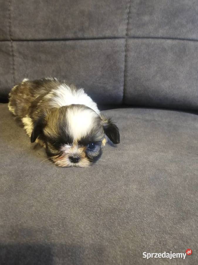 Shih Tzu dziewczynka Częstochowa sprzedam