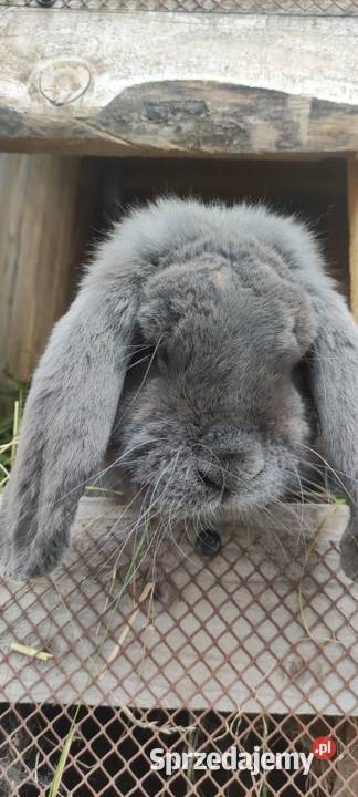 Sprzedam króliczki Girgajny sprzedam