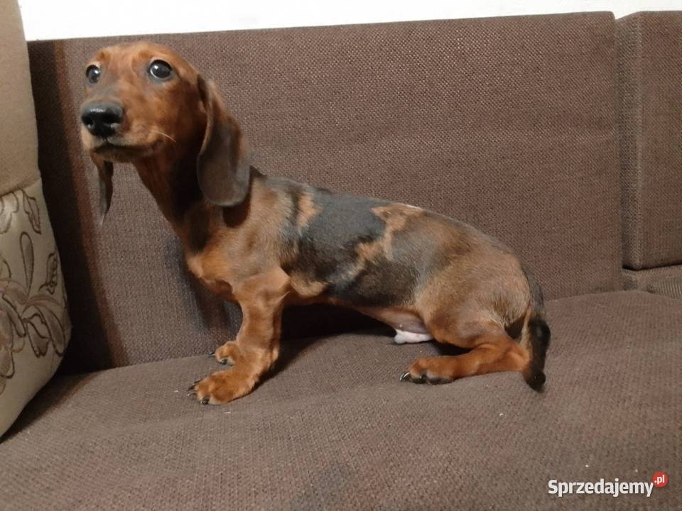 Jamnik merle 4 miesiące Żyrardów