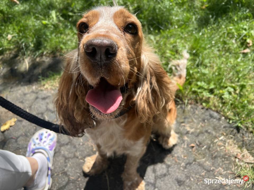 Sunia Cockier spaniel angielski kujawsko-pomorskie Koronowo
