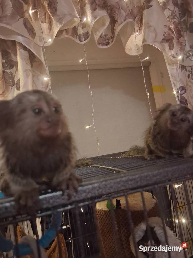 Małpki marmozetki Pozostałe Pruszkowo