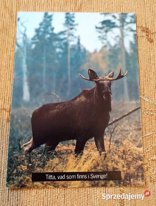 ŁOŚ SSAK KOPYTNY Z RODZINY JELENIOWATYCH Piszczac