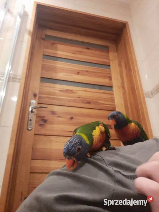 Lorysy tęczowe pary dorosłe i młode Zwierzęta