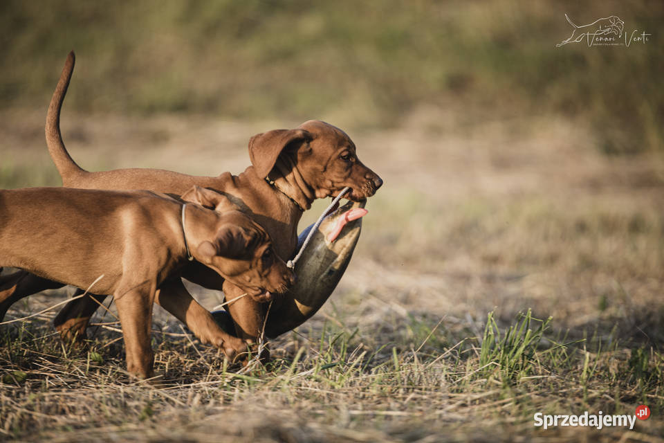 Wyżeł węgierski szczeniak FCI Warszawa