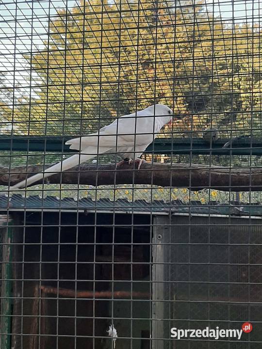 Księżniczki walii albino Ptaki Skała