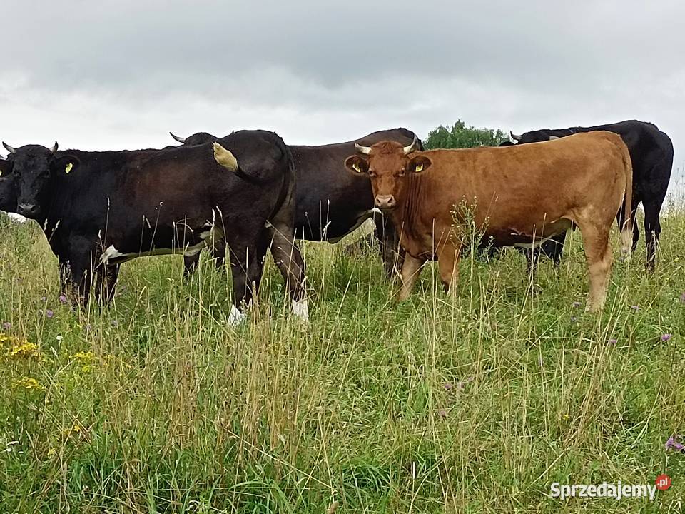 Sprzedam 8 jałówek krzyżówka Suwałki