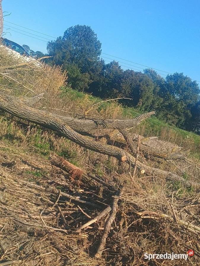Drzewo topola Pakość