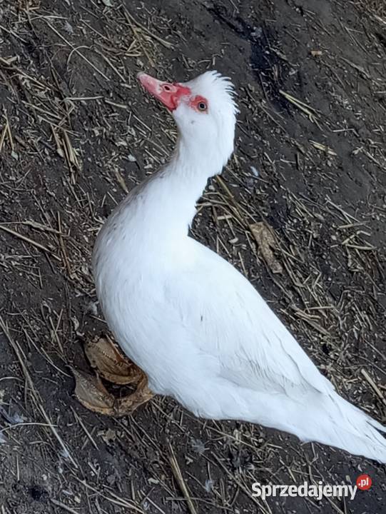 Kaczki piżmowe około 6 sztuk Świecie nad Osą