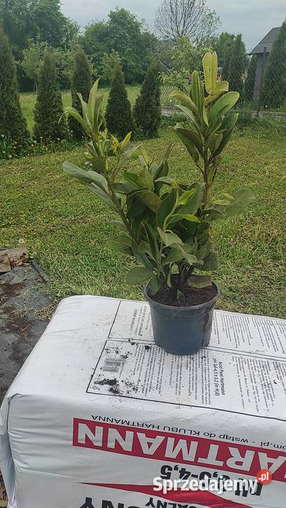 Laurowiśnia 50 Różne odmiany Radymno