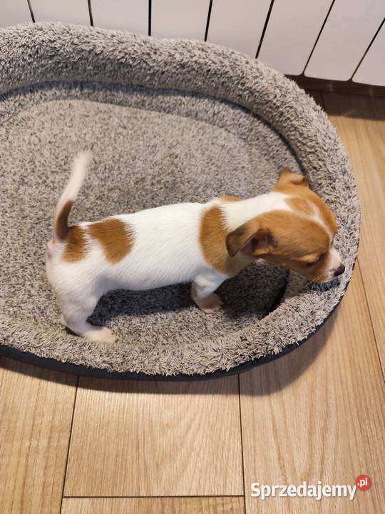 Jack Russell terrier Jack Russell Terrier łódzkie Piątek sprzedam