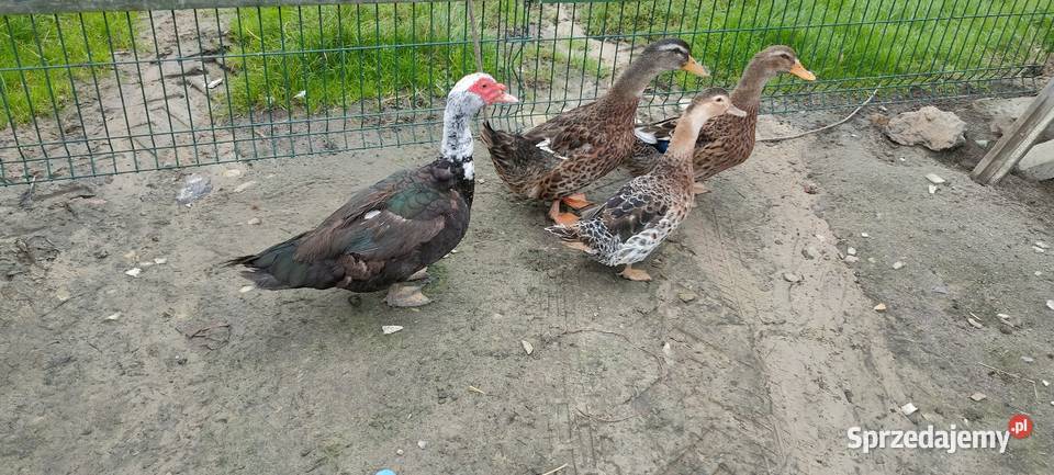 Sprzedam kaczki Drób i ptactwo Sobieska Wola Druga