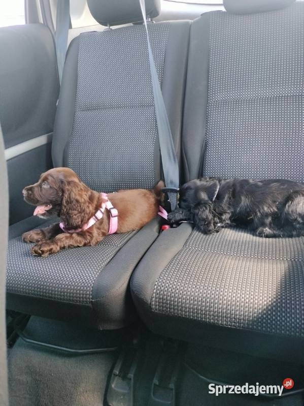 Szczeniaki Cocker spaniel angielski Bielsko-Biała sprzedam