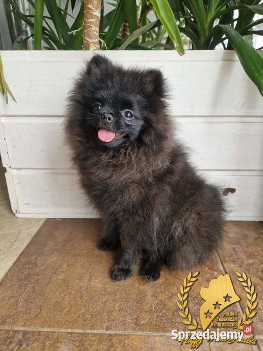 Pomeranian Szpic Miniaturowy kujawsko-pomorskie Barcin