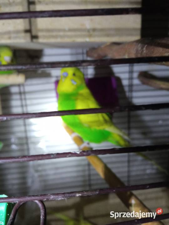 Papużki faliste dwumiesięczne tęczowe sprzedam Kraków