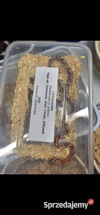 Waz zbozowy odmiany kolorystyczne mlode sprzedam