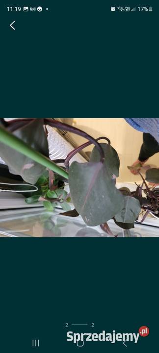 Philodendron pink Princess Kamień-Kolonia