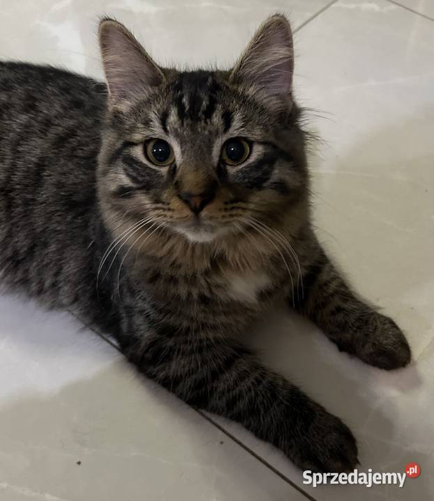 Rodowodowe kotki syberyjskie Świerzna