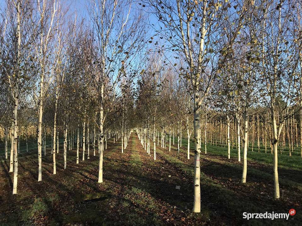 Nasadzenia zastępcze kompensacyjne brzoza klon Katowice