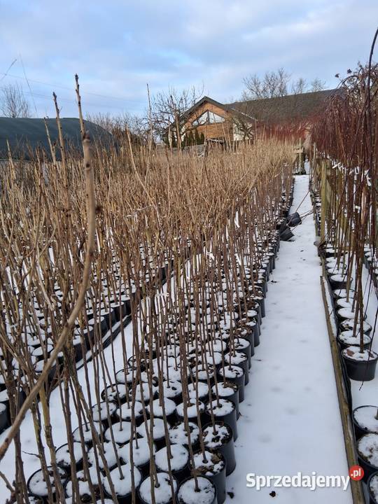 Porzeczki i agresty szczepione na pniu Poznań