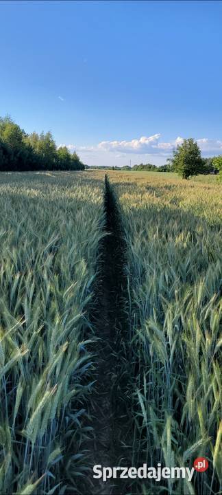 Pszenzyto tadeus meloman